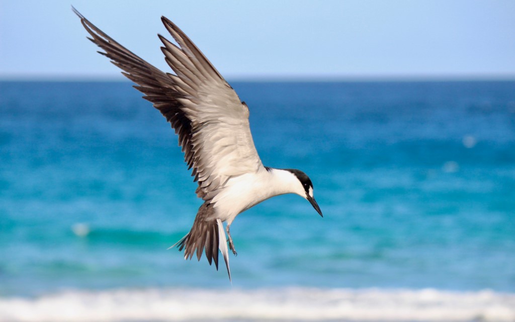 Sooty Tern